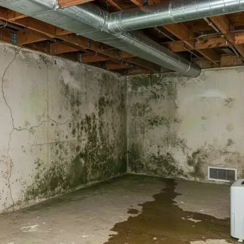 Professional Mold Removal in Lawrenceburg, KY